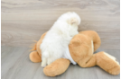 Popular Pomeranian Purebred Pup