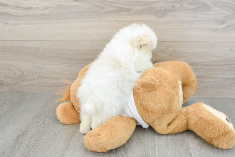 Popular Pomeranian Purebred Pup