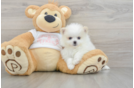Best Pomeranian Baby