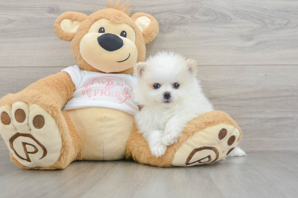 Best Pomeranian Baby