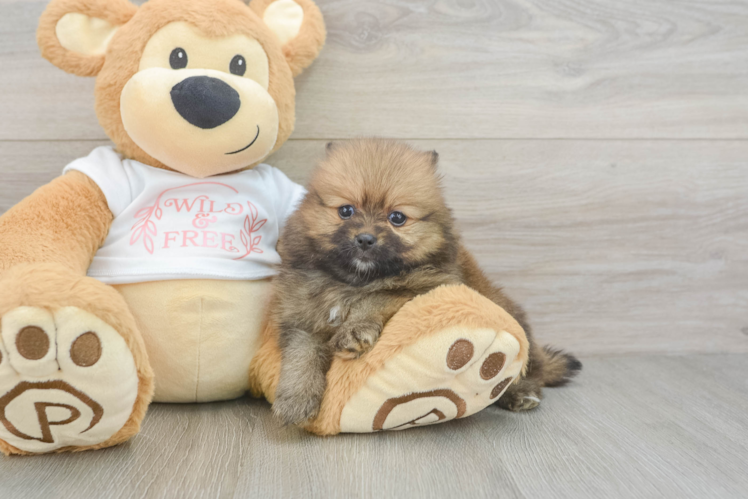 Best Pomeranian Baby