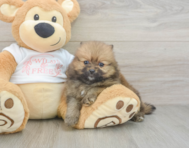 7 week old Pomeranian Puppy For Sale - Lone Star Pups