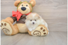 Pomeranian Puppy for Adoption
