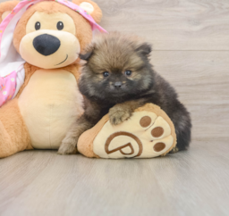 9 week old Pomeranian Puppy For Sale - Lone Star Pups