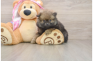 Playful Pomeranian Purebred Pup