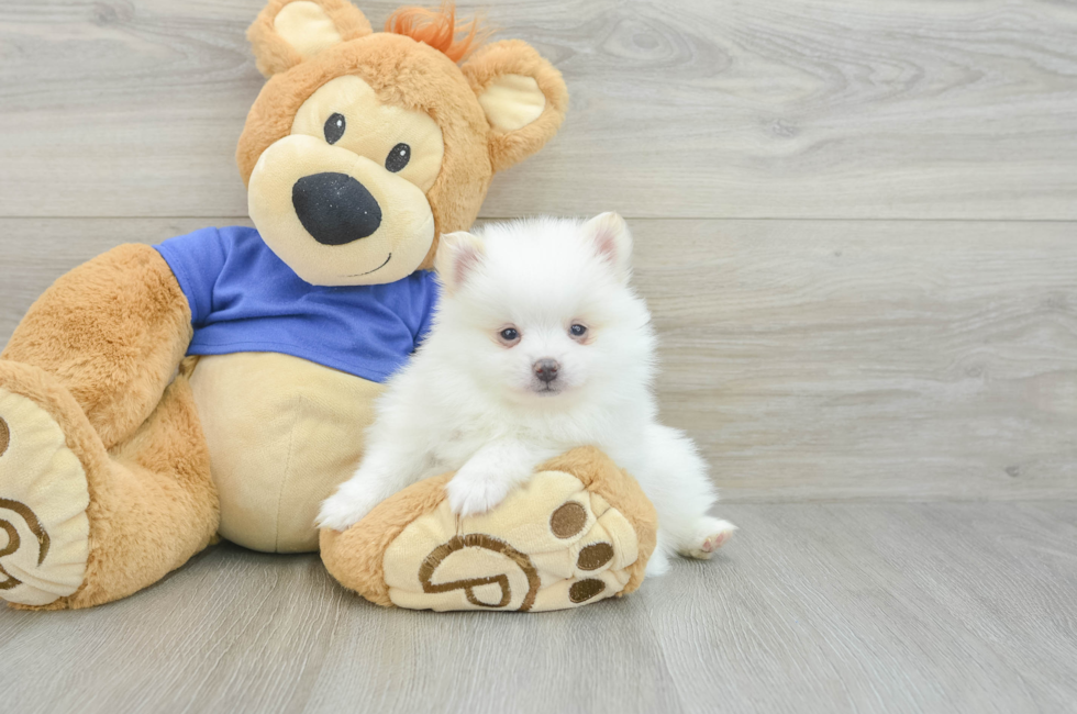 6 week old Pomeranian Puppy For Sale - Lone Star Pups