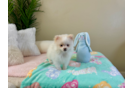 Cute Pomeranian Baby