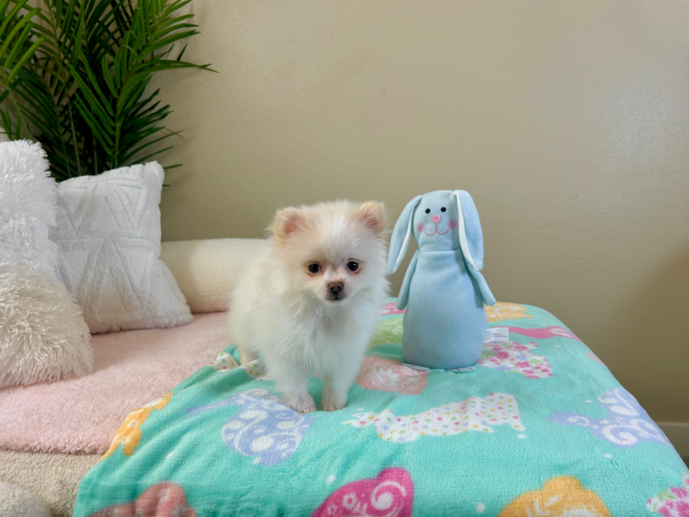 Cute Pomeranian Baby