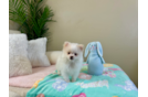 Pomeranian Puppy for Adoption