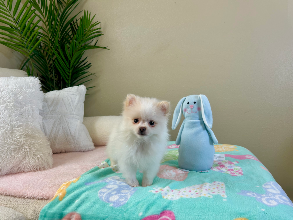 Pomeranian Puppy for Adoption