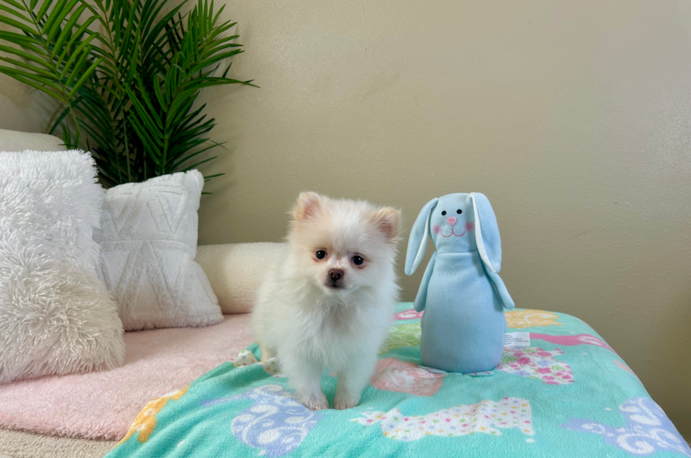 10 week old Pomeranian Puppy For Sale - Lone Star Pups