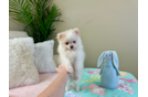 Pomeranian Pup Being Cute