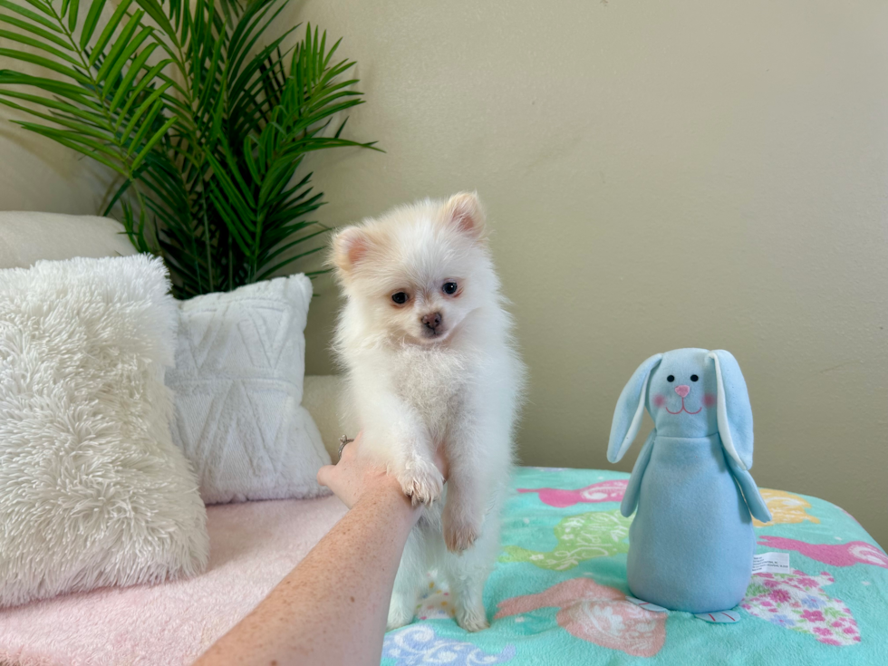 Pomeranian Pup Being Cute