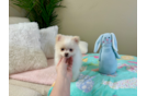 Cute Dwarf Spitz Purebred Puppy