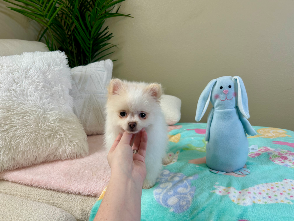 Cute Dwarf Spitz Purebred Puppy