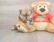 7 week old Pomeranian Puppy For Sale - Lone Star Pups