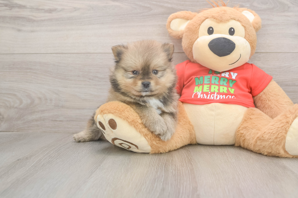 5 week old Pomeranian Puppy For Sale - Lone Star Pups