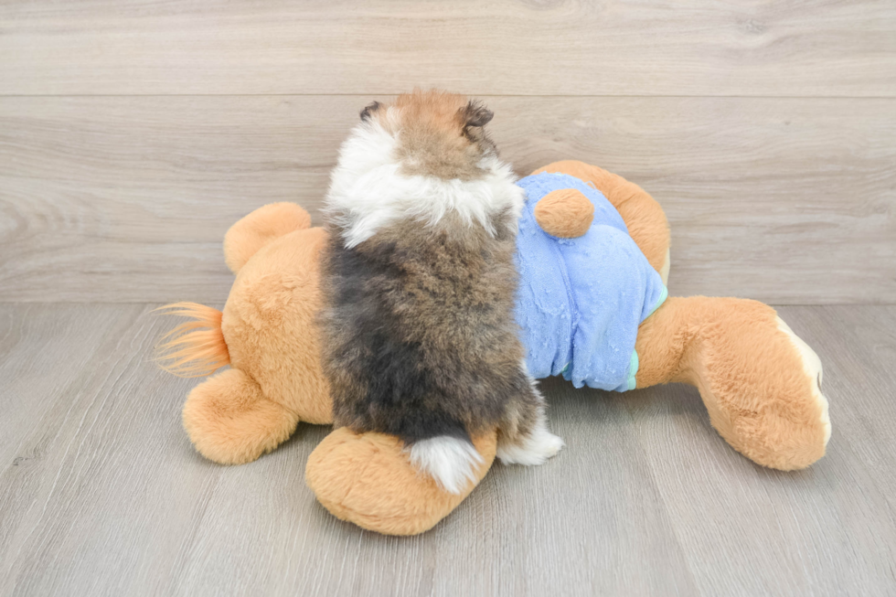 Hypoallergenic Pomeranian Purebred Pup