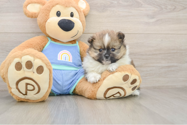 Best Pomeranian Baby