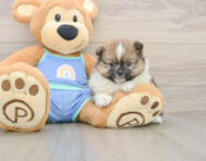7 week old Pomeranian Puppy For Sale - Lone Star Pups