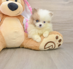 9 week old Pomeranian Puppy For Sale - Lone Star Pups
