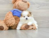 8 week old Pomeranian Puppy For Sale - Lone Star Pups