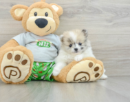 6 week old Pomeranian Puppy For Sale - Lone Star Pups