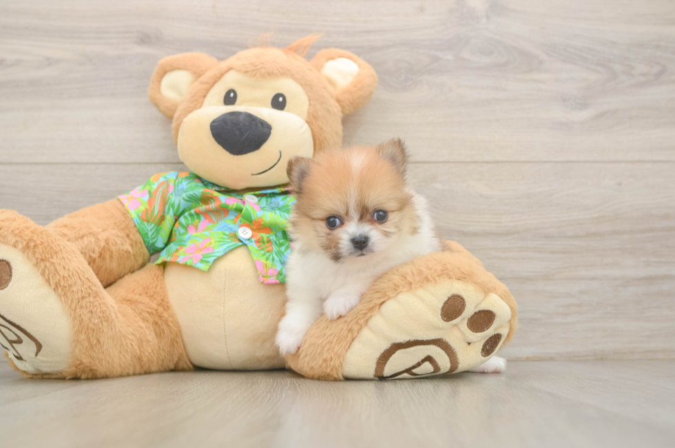 5 week old Pomeranian Puppy For Sale - Lone Star Pups
