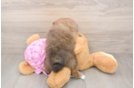 Adorable Swergspitz Purebred Puppy