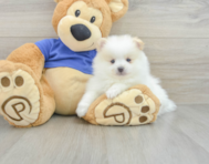 8 week old Pomeranian Puppy For Sale - Lone Star Pups