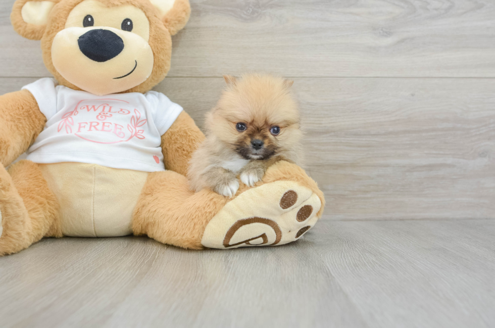 5 week old Pomeranian Puppy For Sale - Lone Star Pups