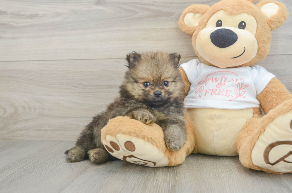 6 week old Pomeranian Puppy For Sale - Lone Star Pups