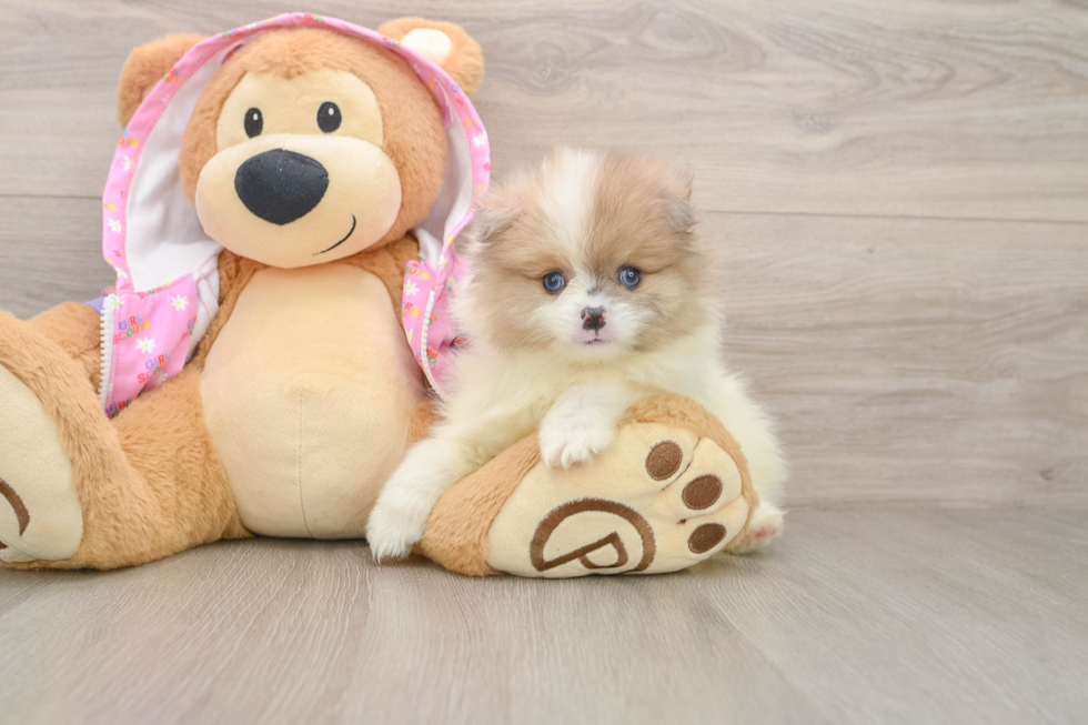 Adorable Loulou Purebred Puppy