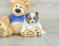 7 week old Pomeranian Puppy For Sale - Lone Star Pups