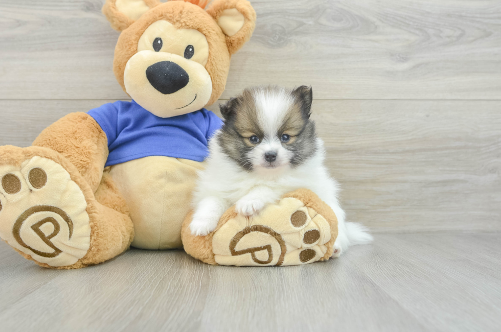 6 week old Pomeranian Puppy For Sale - Lone Star Pups