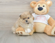8 week old Pomeranian Puppy For Sale - Lone Star Pups