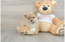 Popular Pomeranian Baby