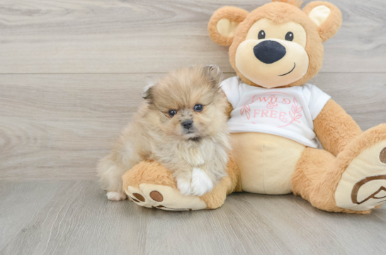 Popular Pomeranian Baby