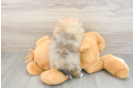 Energetic Pom Purebred Puppy