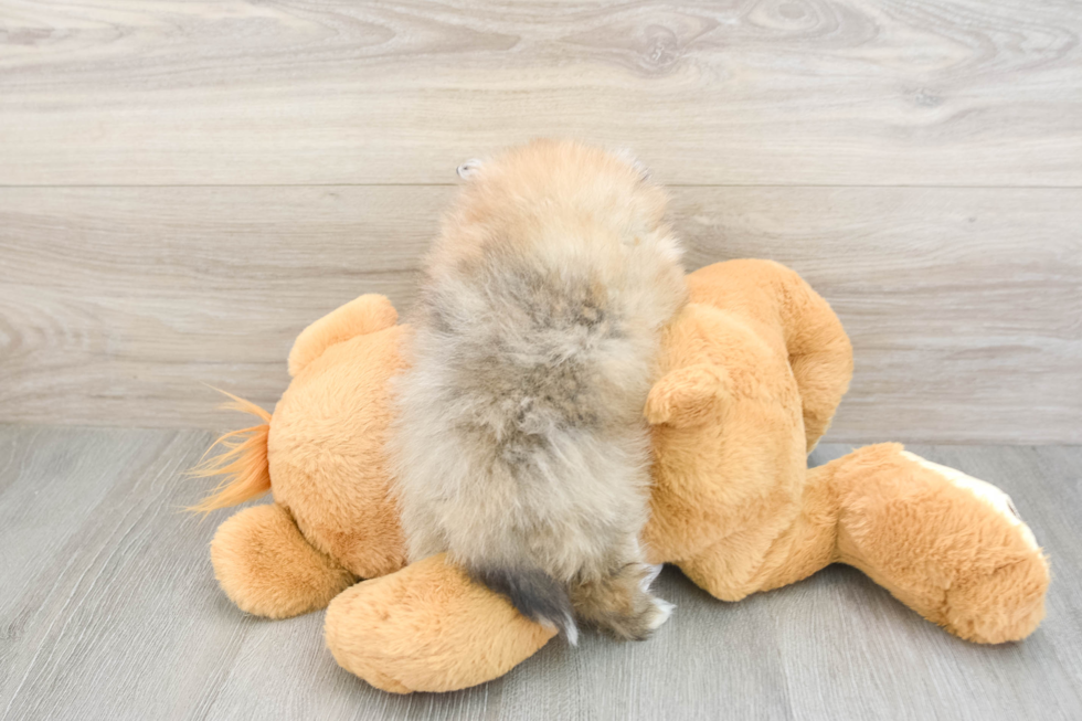 Energetic Pom Purebred Puppy