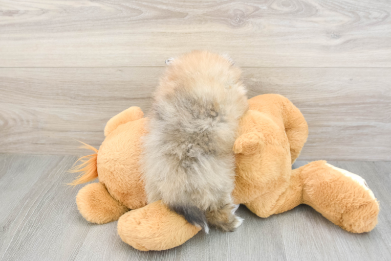 Meet Dax - our Pomeranian Puppy Photo 2/3 - Lone Star Pups