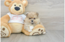 Pomeranian Puppy for Adoption