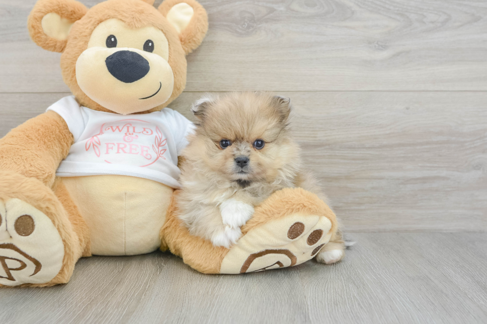 Pomeranian Puppy for Adoption