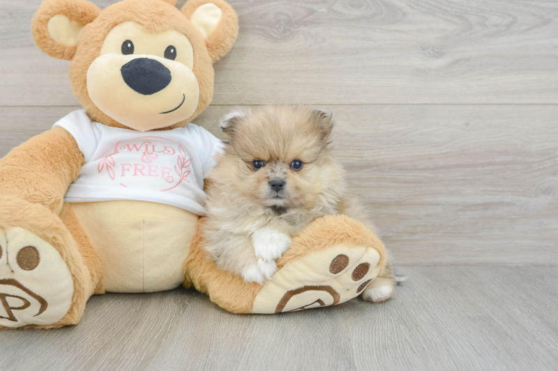 Meet Dax - our Pomeranian Puppy Photo 3/3 - Lone Star Pups