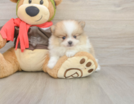 8 week old Pomeranian Puppy For Sale - Lone Star Pups
