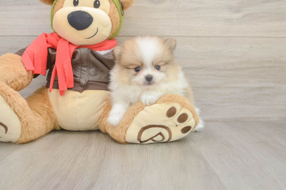 6 week old Pomeranian Puppy For Sale - Lone Star Pups