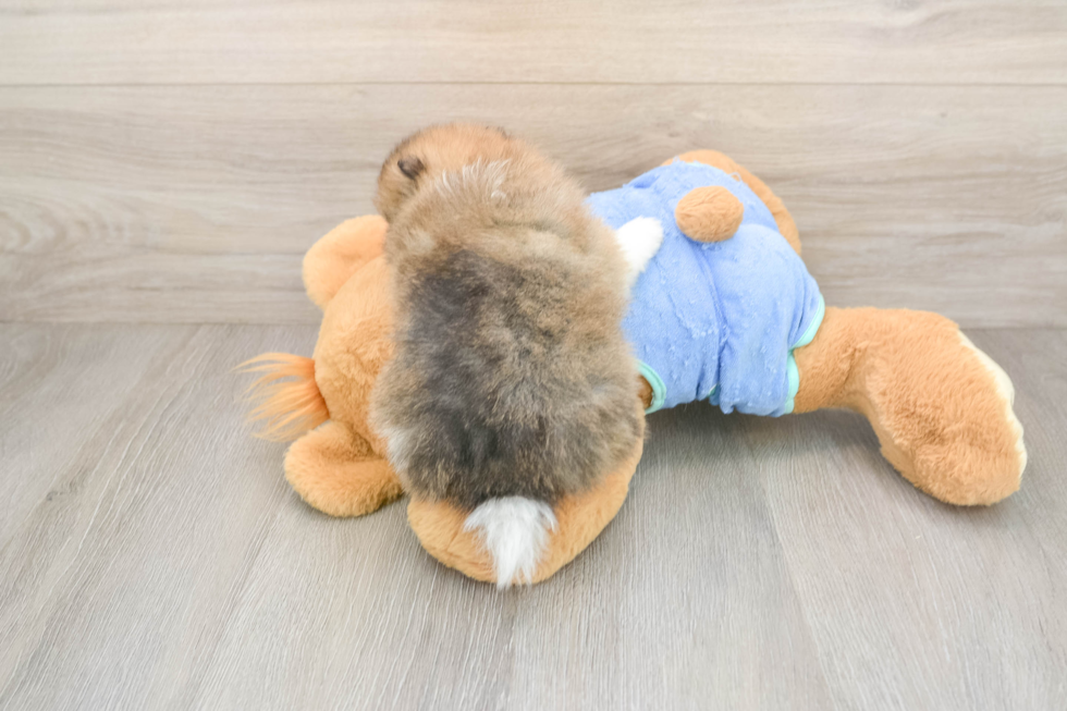 Pomeranian Puppy for Adoption