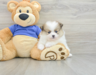 7 week old Pomeranian Puppy For Sale - Lone Star Pups