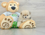 6 week old Pomeranian Puppy For Sale - Lone Star Pups