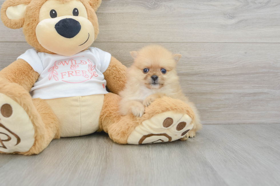 5 week old Pomeranian Puppy For Sale - Lone Star Pups